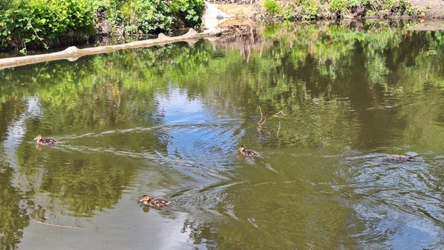 Image of a pond with small ducklings